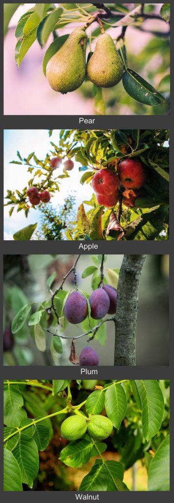 fruit and nuts